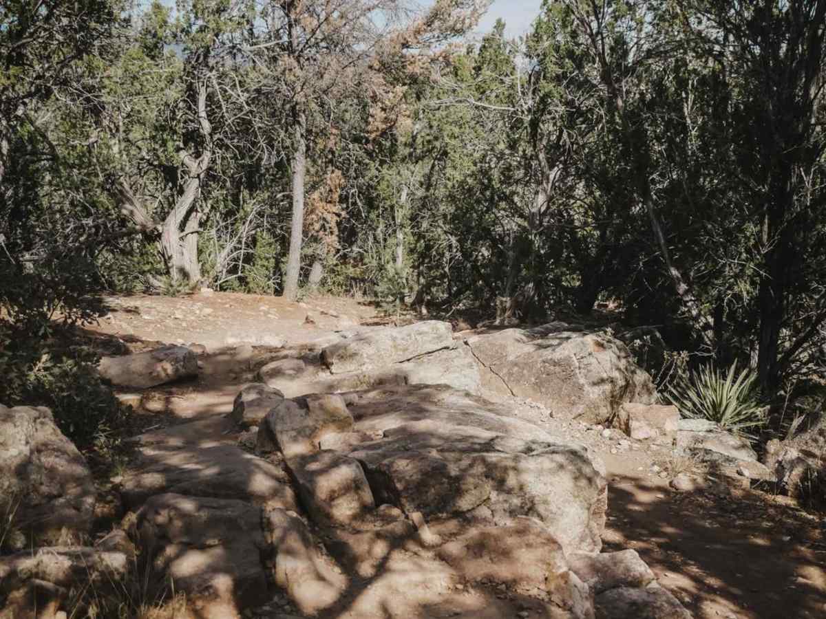 Coyote photo 4