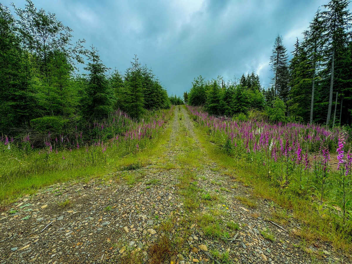 Radar Mainline trail photo