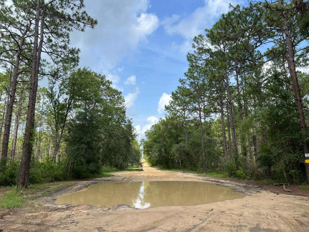 Citrus Wildlife Management | Trail 20 photo 2