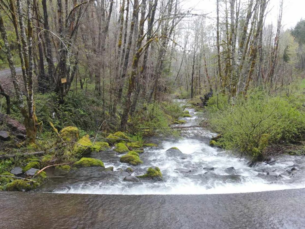 Horse Creek Road trail photo