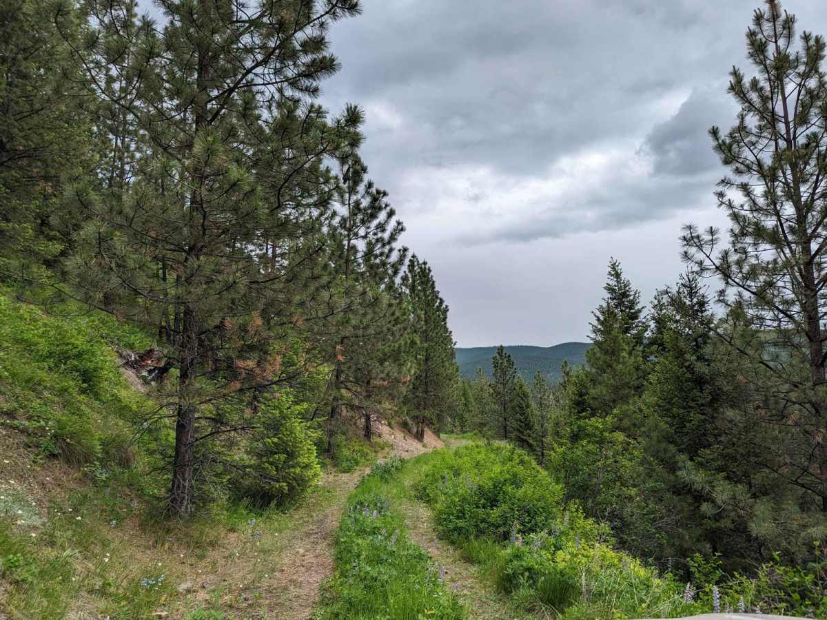 East Twin Creek Road 2117 (To Sheep Mountain hiking Trailhead) photo 3