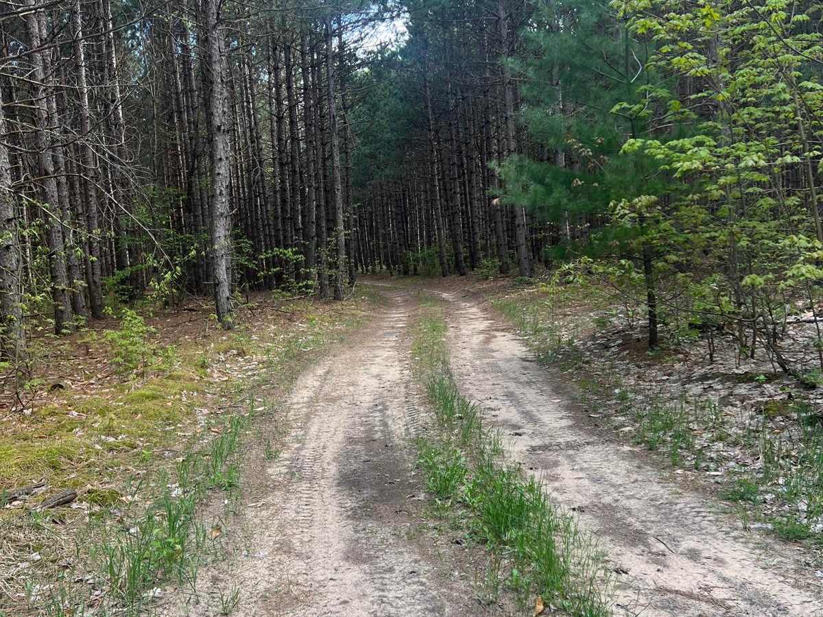 Pine Row Trail photo 3