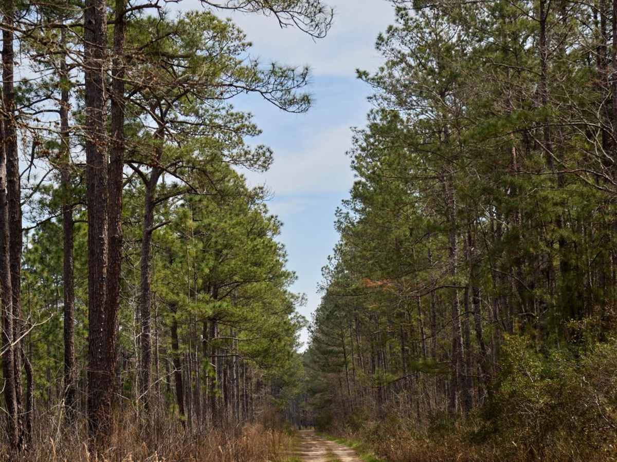 Buckle Island Alternative - FSR171b photo 4