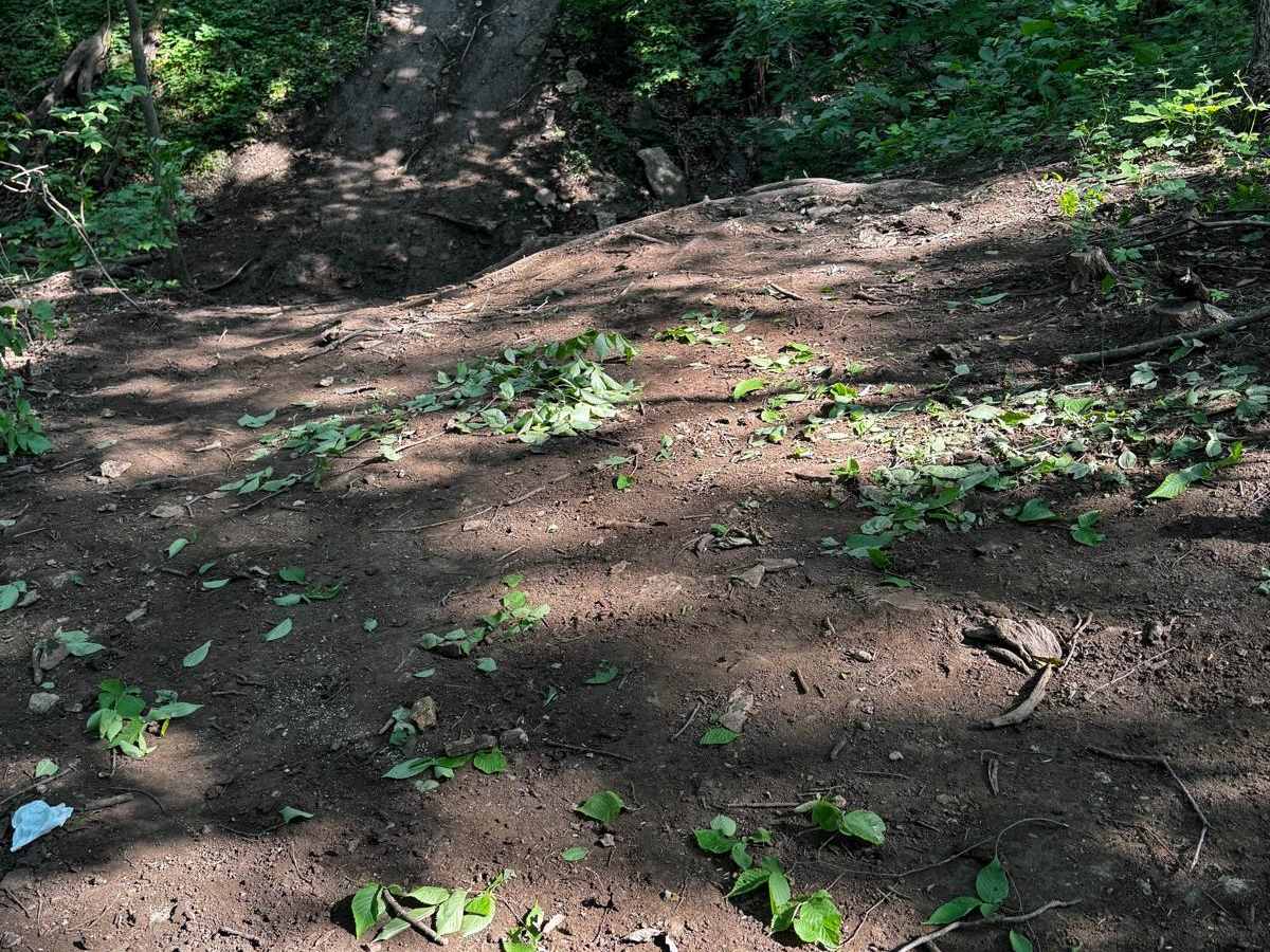 Bounty Hill 93 trail photo