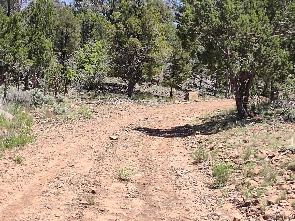Wild Flower Pass (CR 717/Trail 1835) photo 3