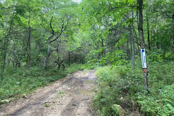 Rattlesnake Alley
