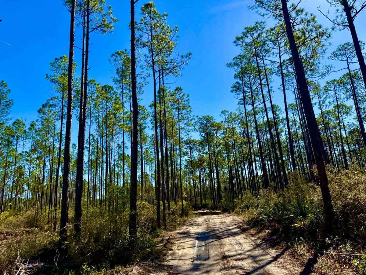 Forest Road 360-A photo 5