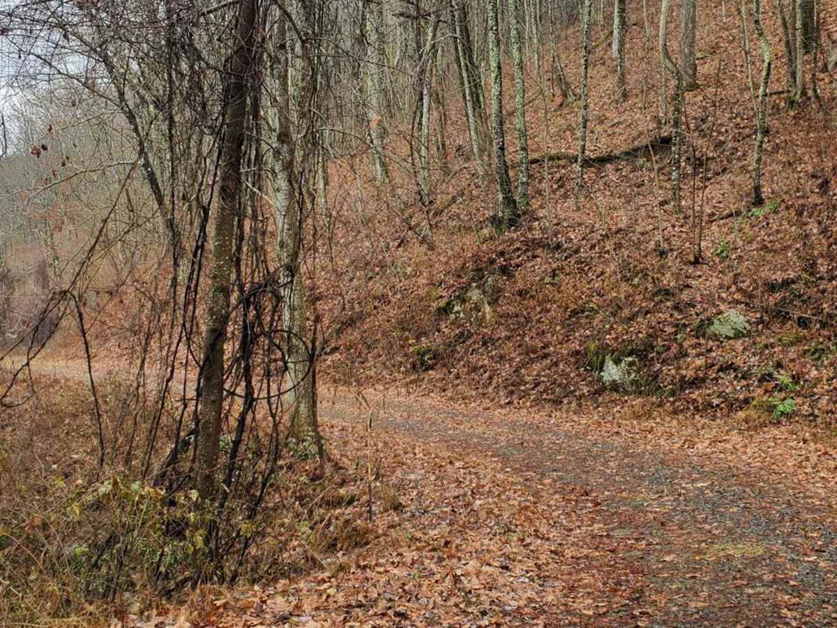 Cold Mountain - FSR 295 photo 5