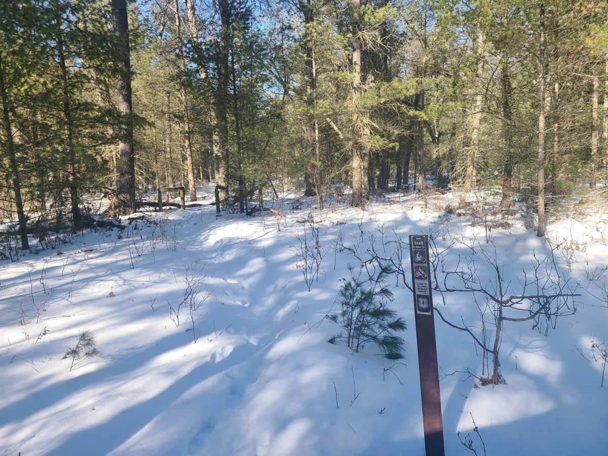 Forest Road 9904 photo 2