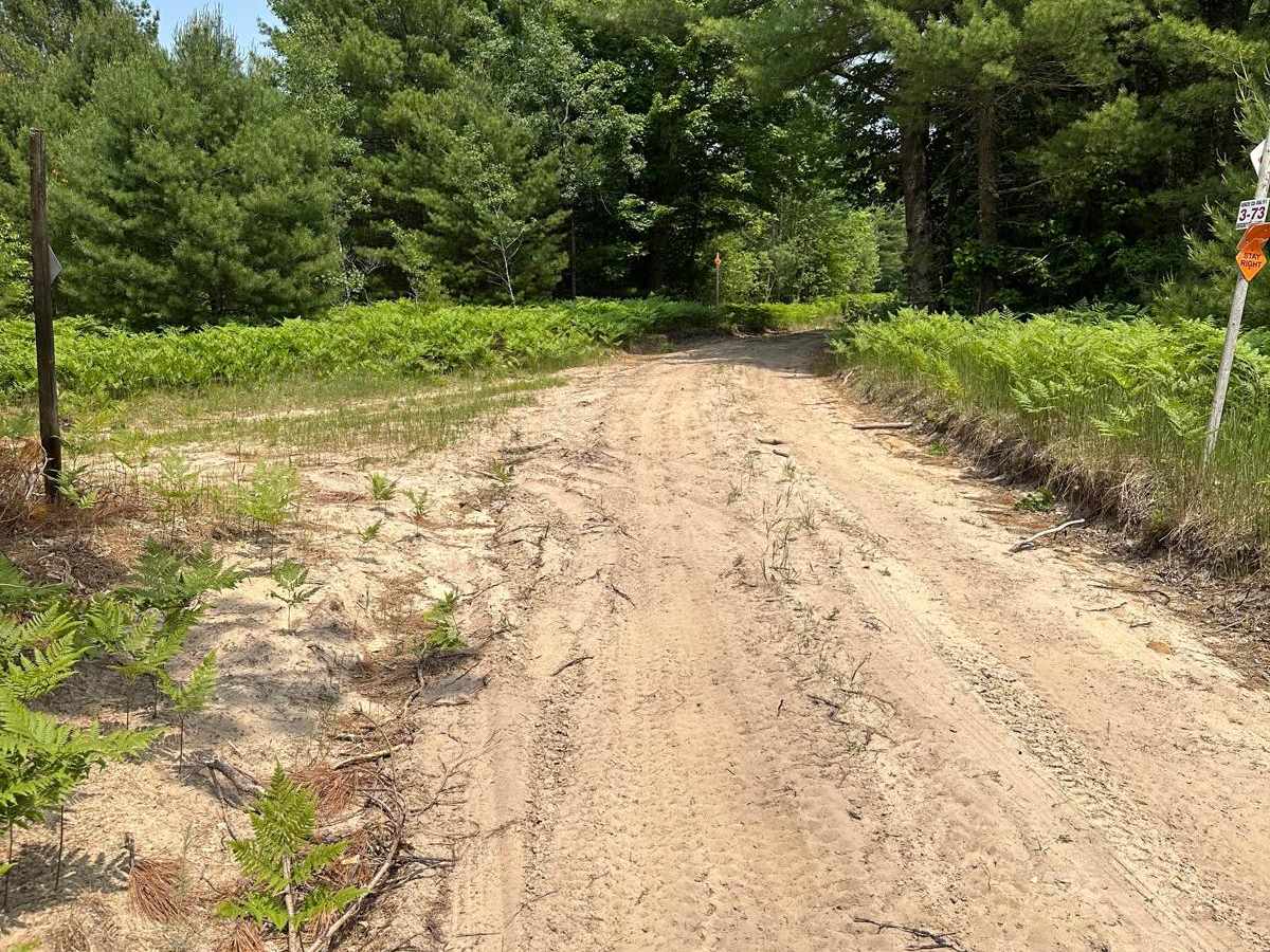 Pine Road Part 2 photo 5