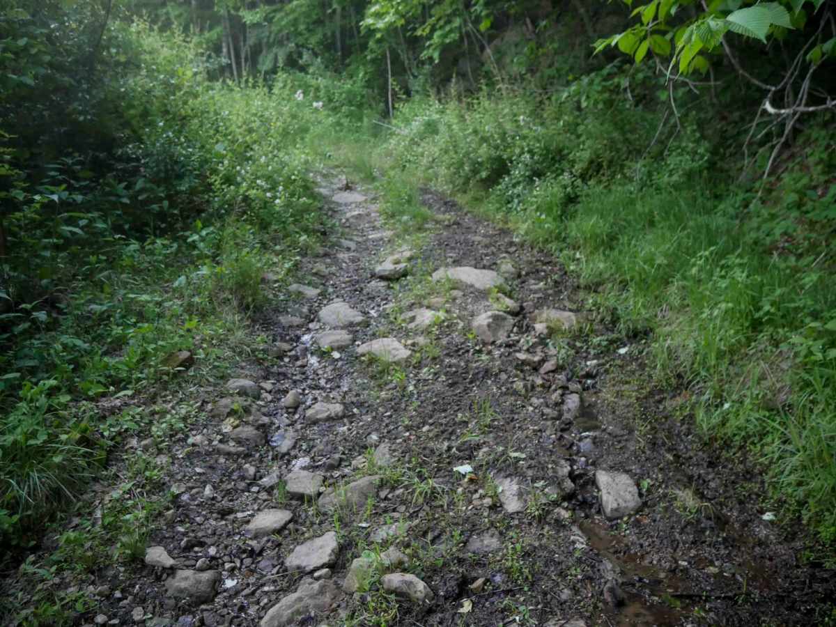 MV85 trail photo