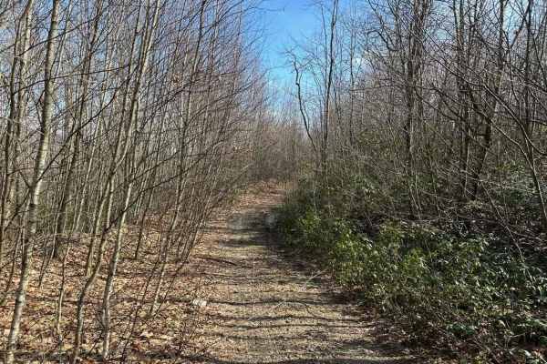 Locust Gap 41