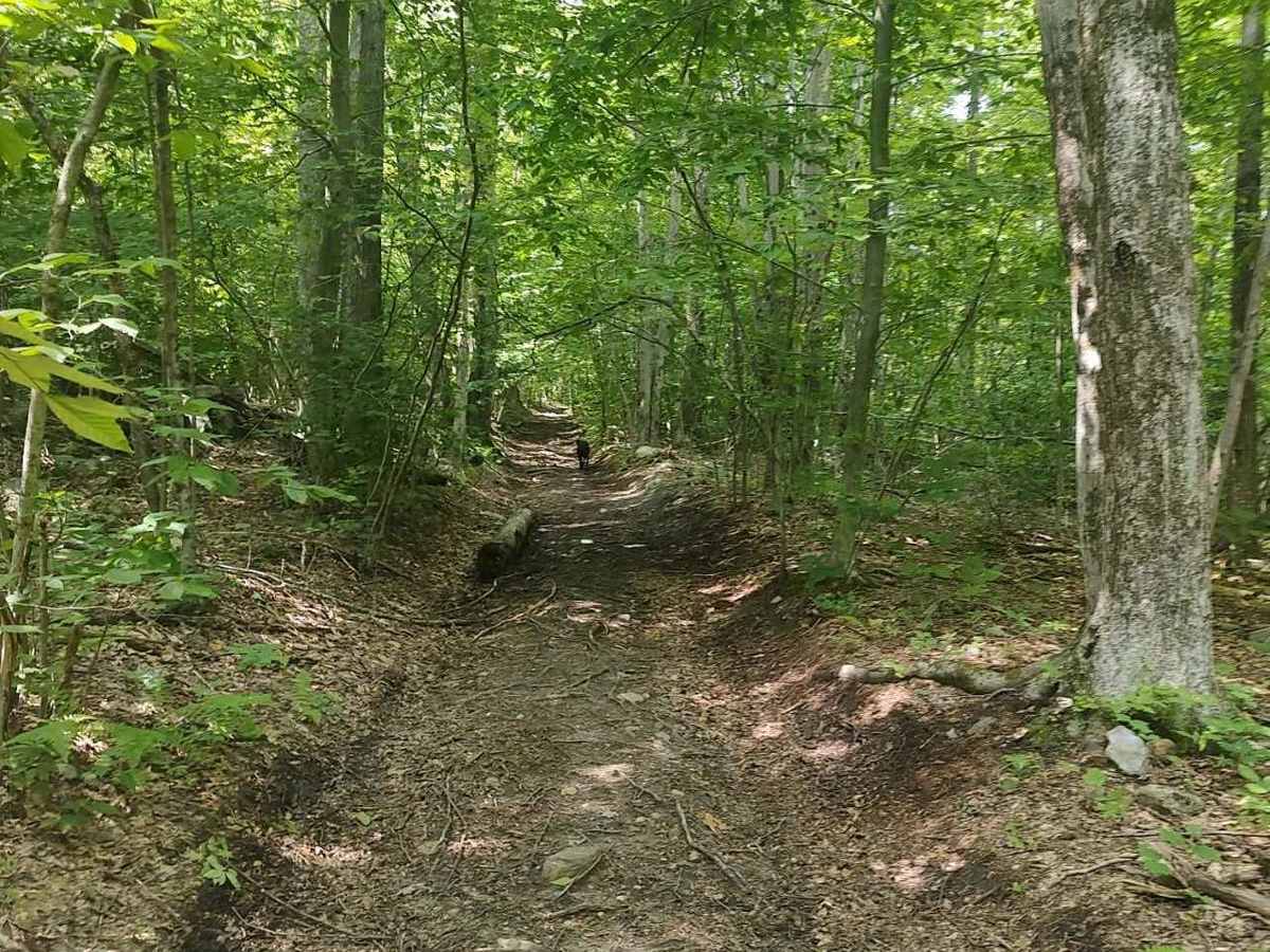 Old Military Road/TH-35 photo 4
