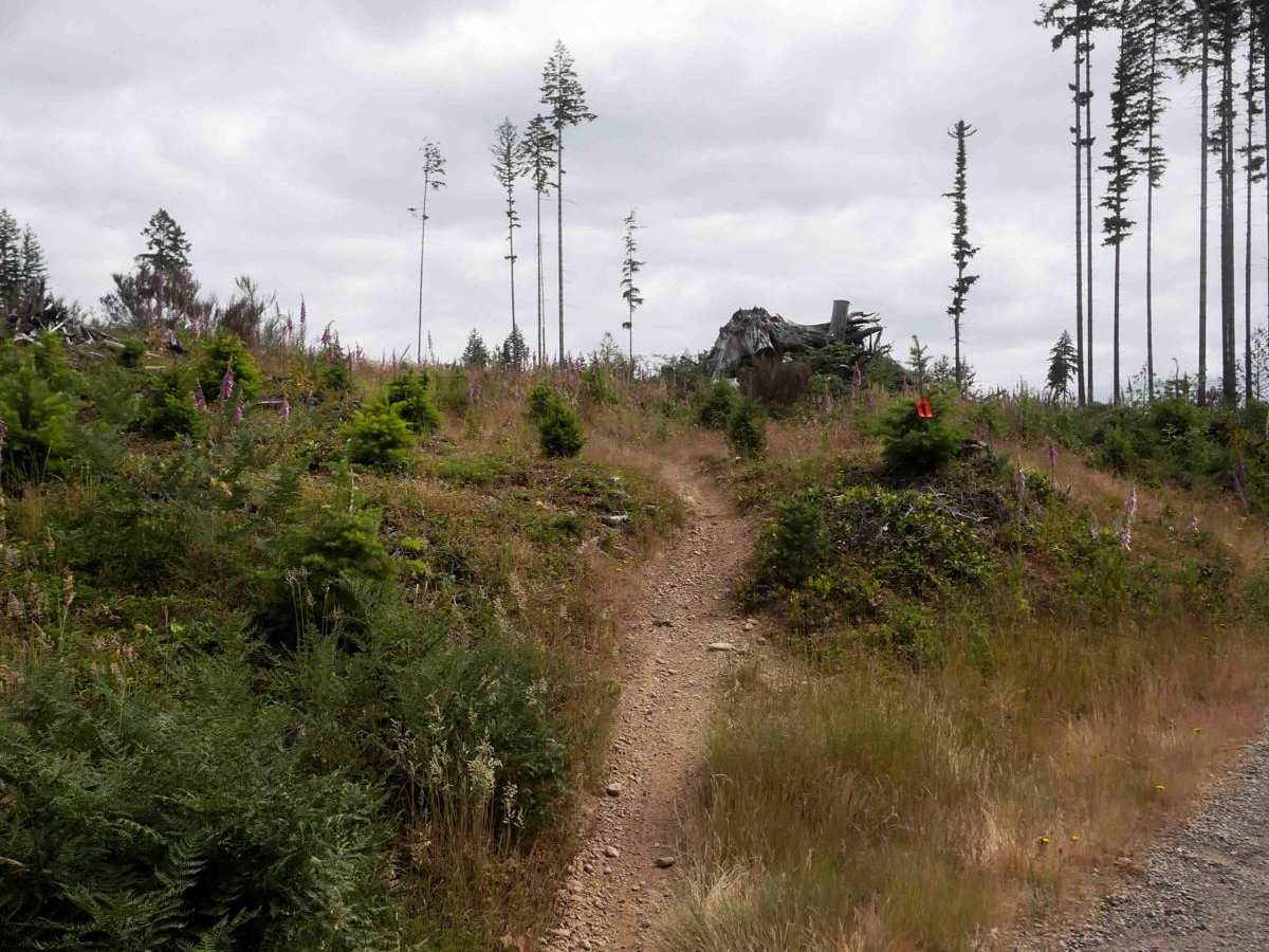 Raine's Grade trail photo