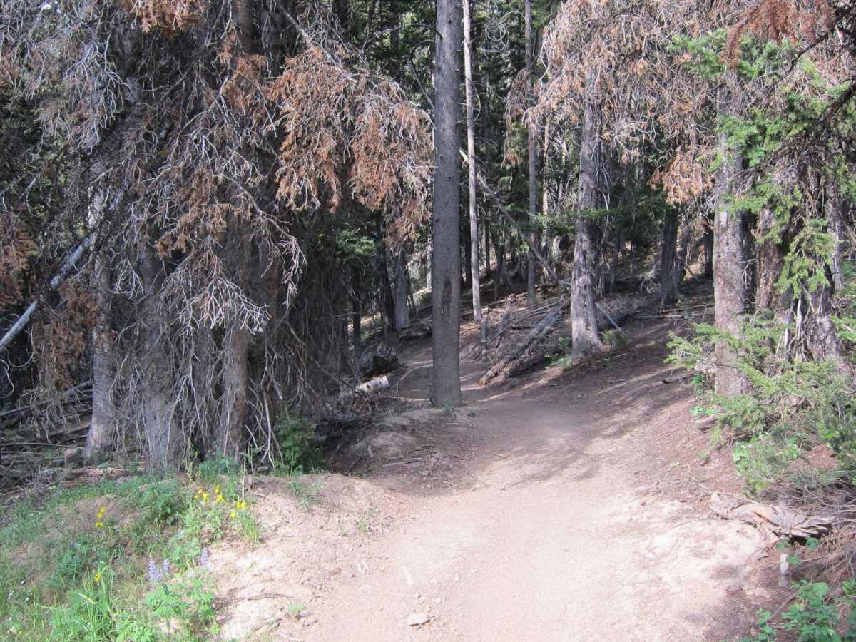 Hogsback Ridge photo 3