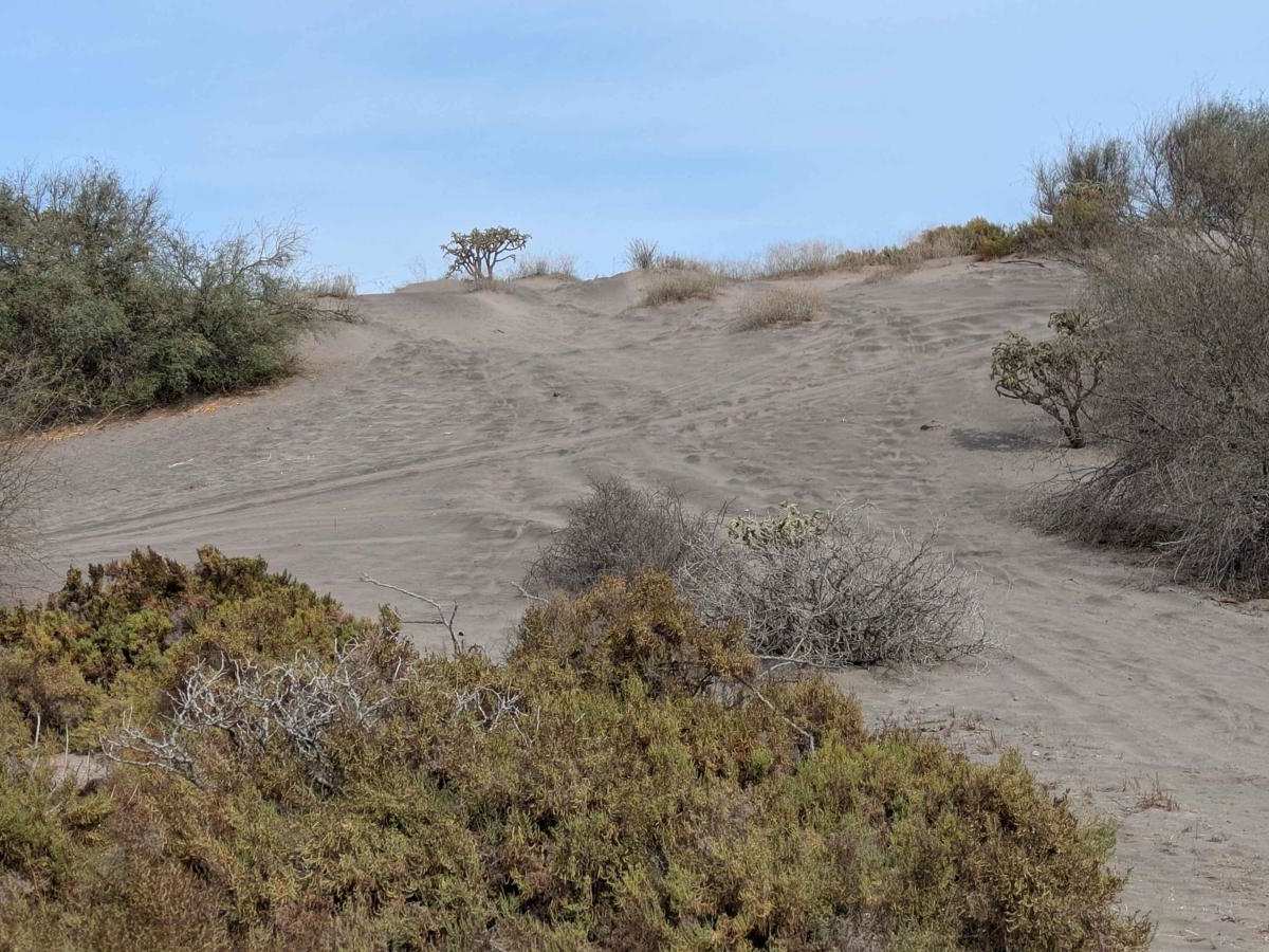 Dunas del Mogote West photo 2
