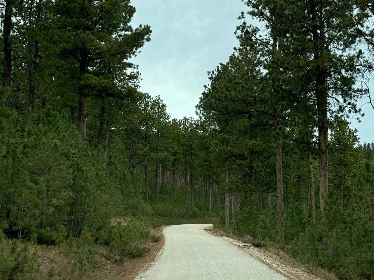 Flag Mountian - FSR 189.1 trail photo