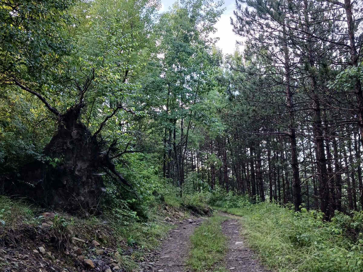 Trail 11I - Rock Run Recreation Area photo 4
