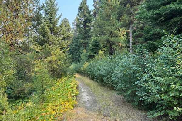 Huckleberry Sale