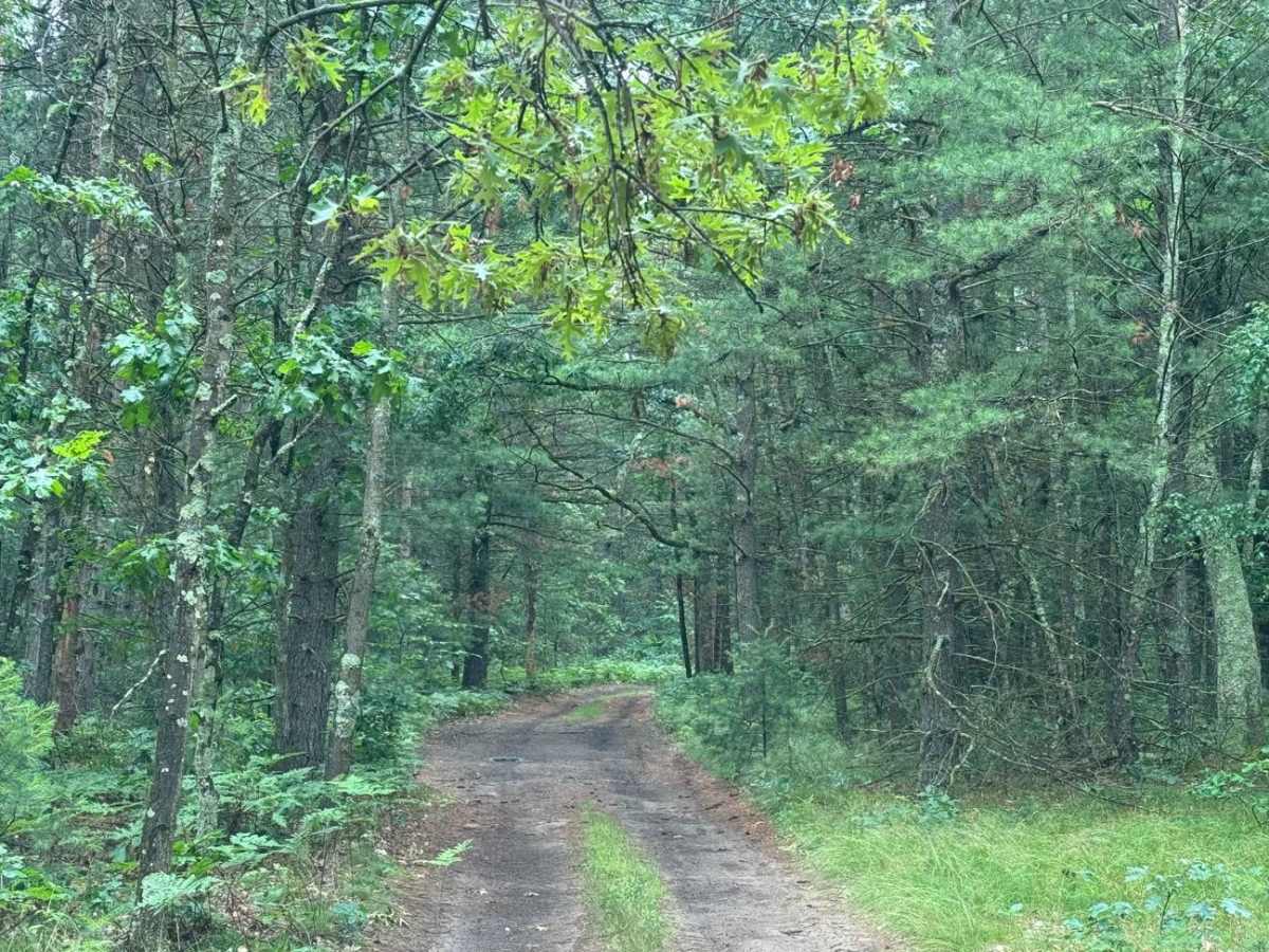 Forest Route 9191 photo 4