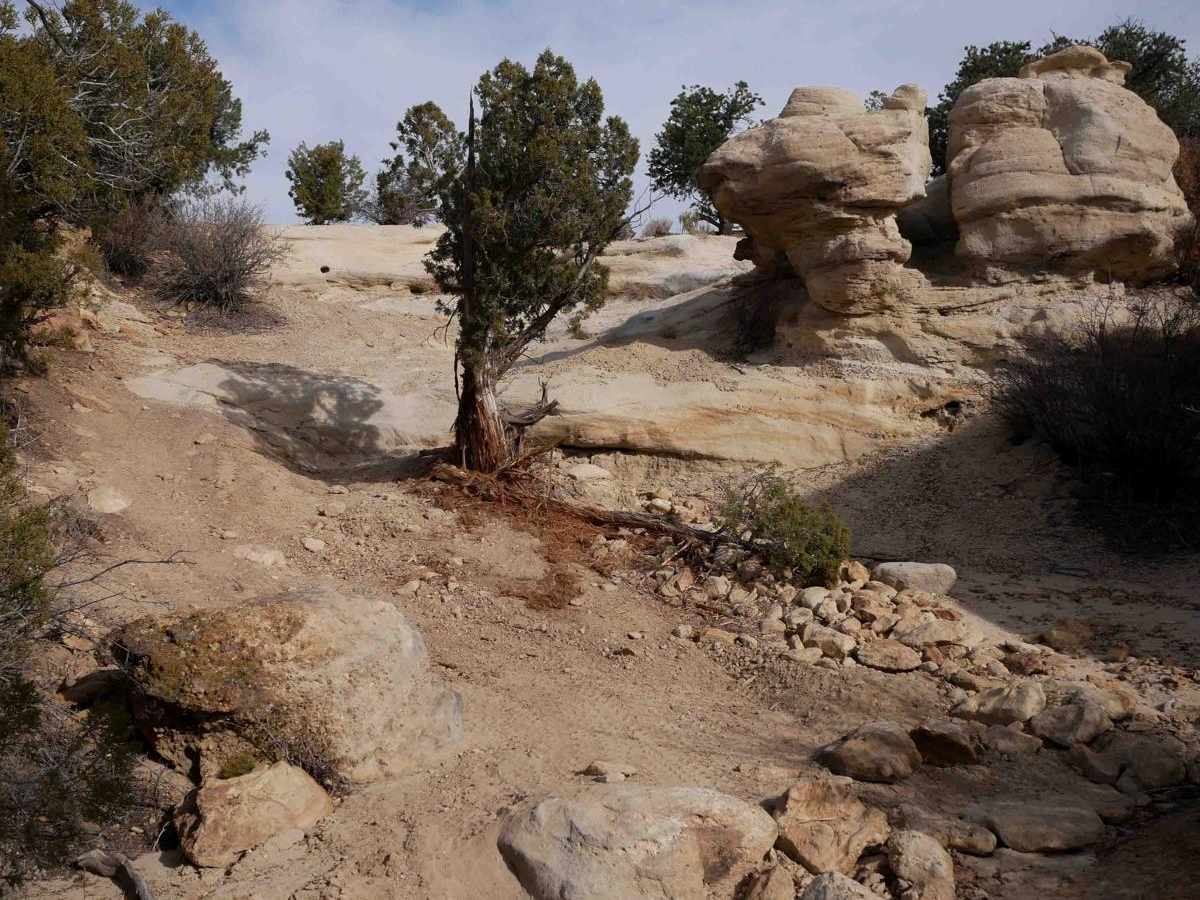 Bear Trail photo 2