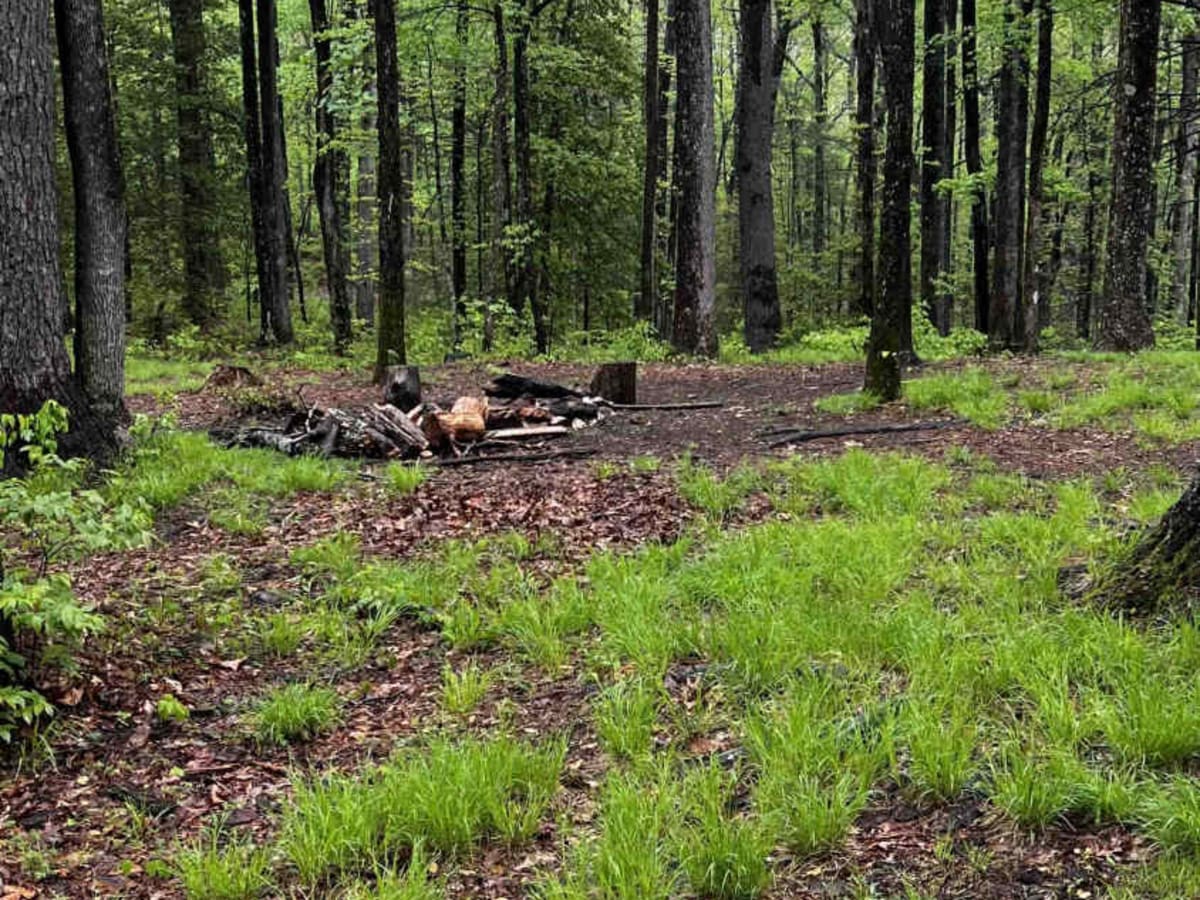 Burnette Creek - FS 261 photo 4