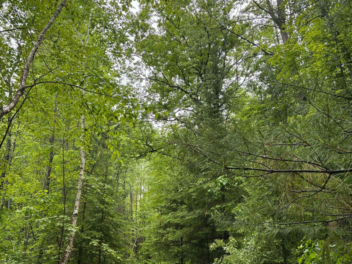 Forest Road 2614 photo 2