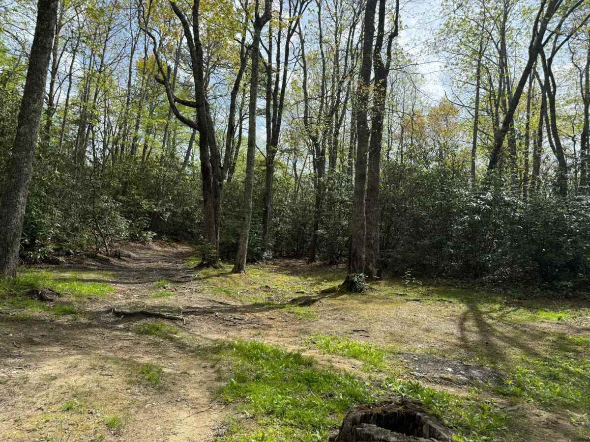 Harper Creek Road - FS 58 photo 3