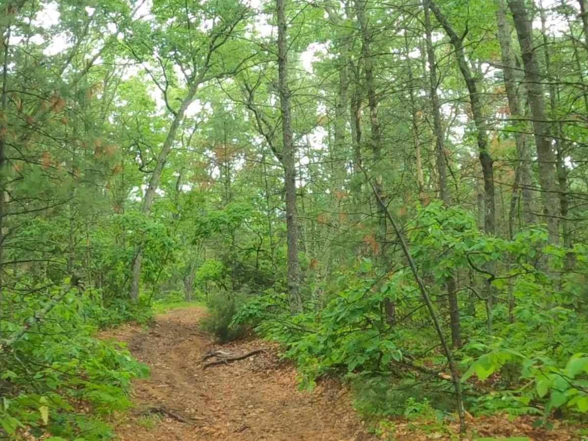 Forest Route 9195 photo 5