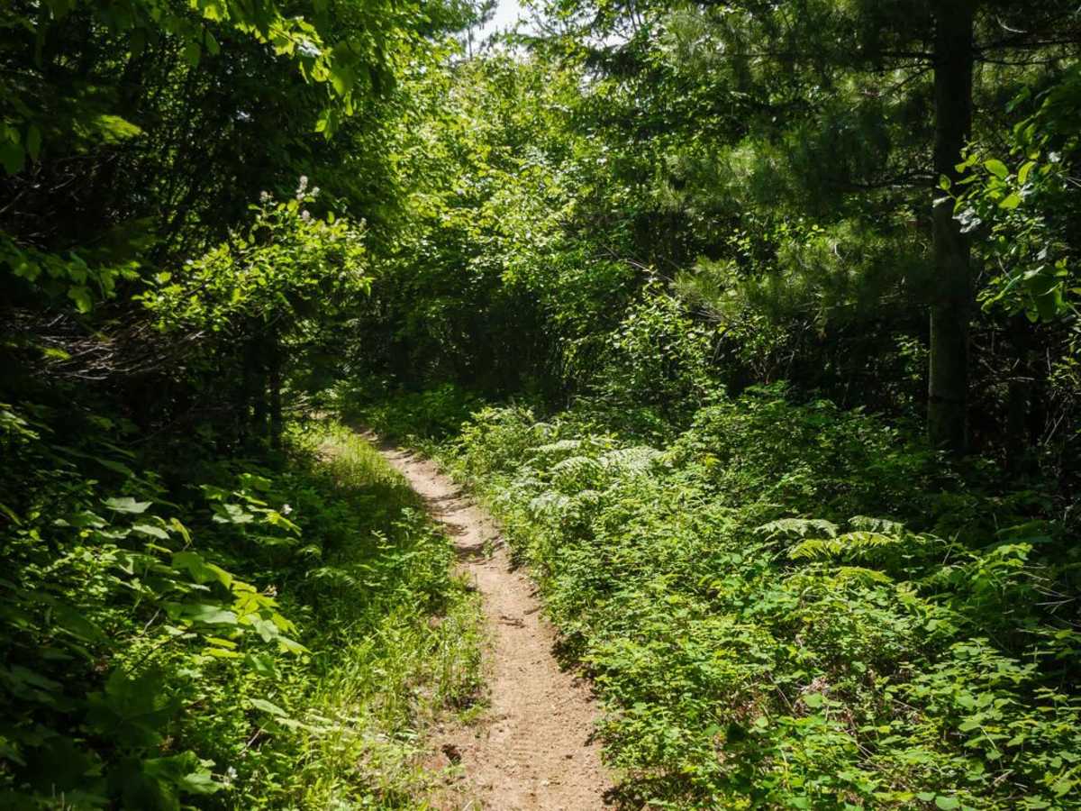 East Fork Meadow Creek No. 224 (Part 2) photo 2
