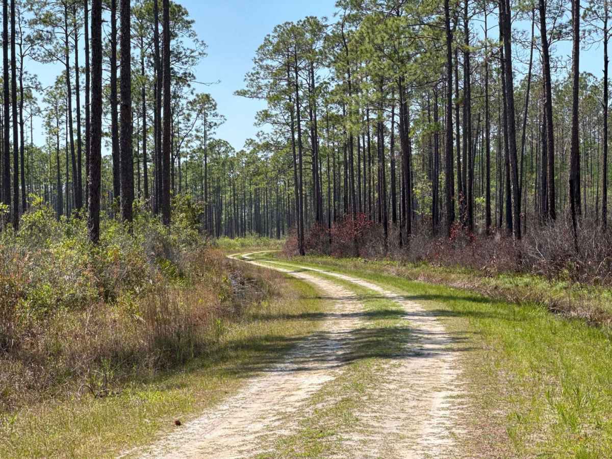 Bear Branch - Osceola NF 276 photo 5