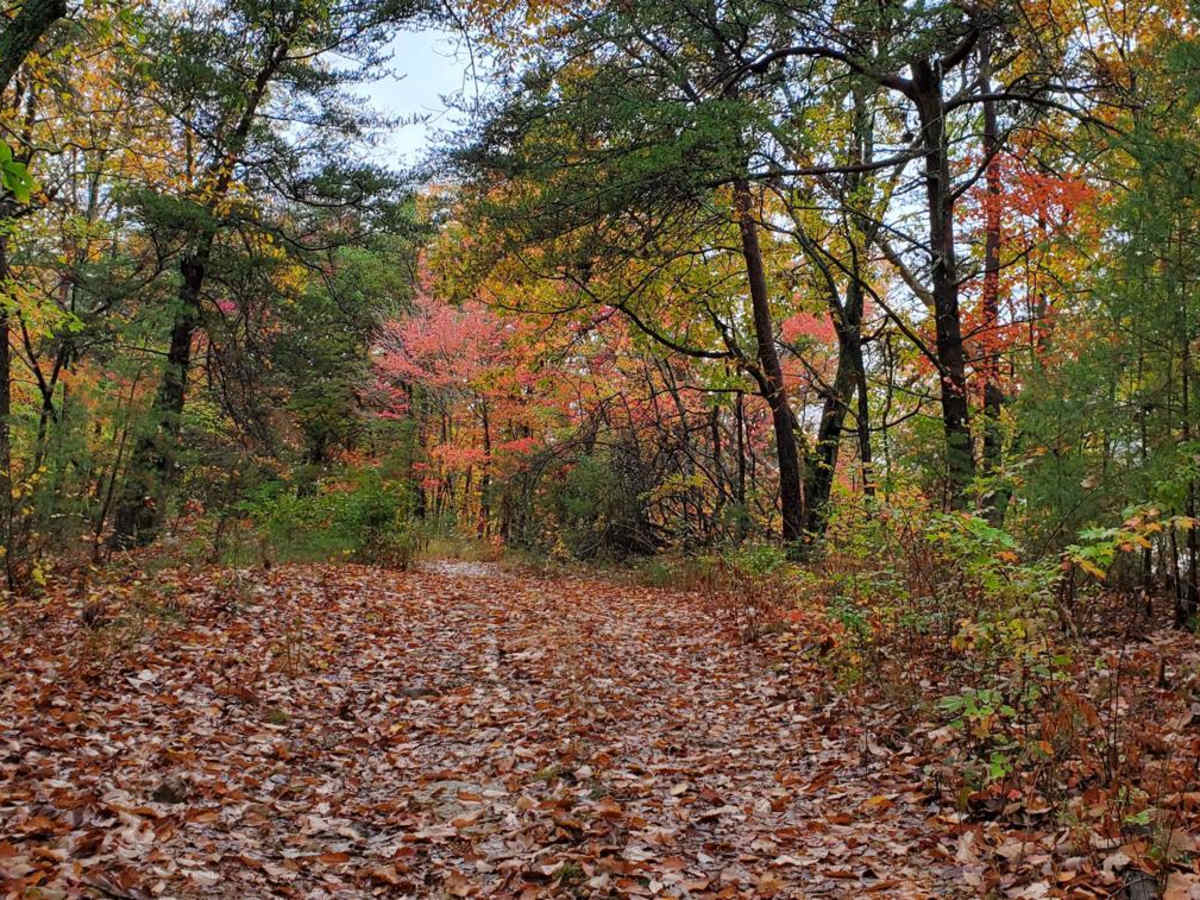 Bow Creek - FSR 955F photo 5