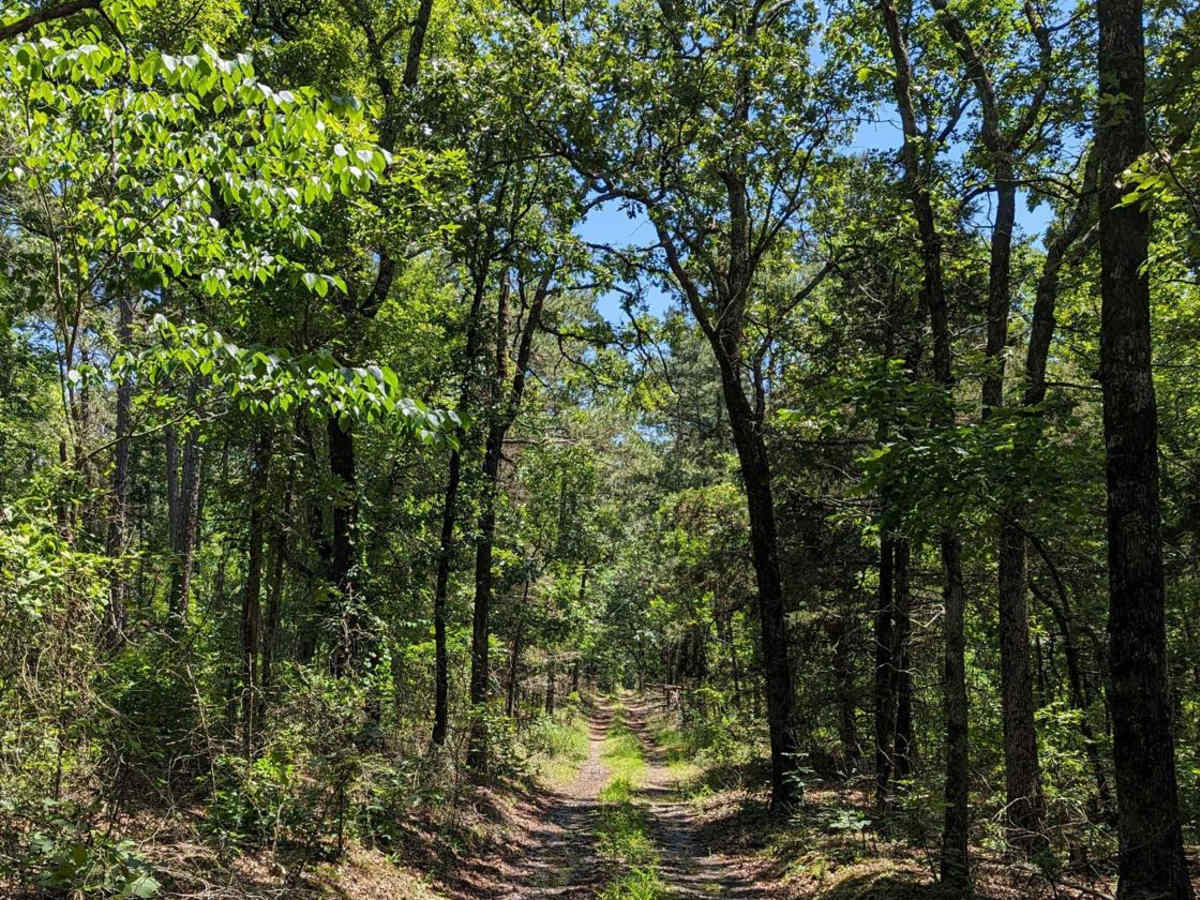 Chickalah Mountain East Trail photo 3