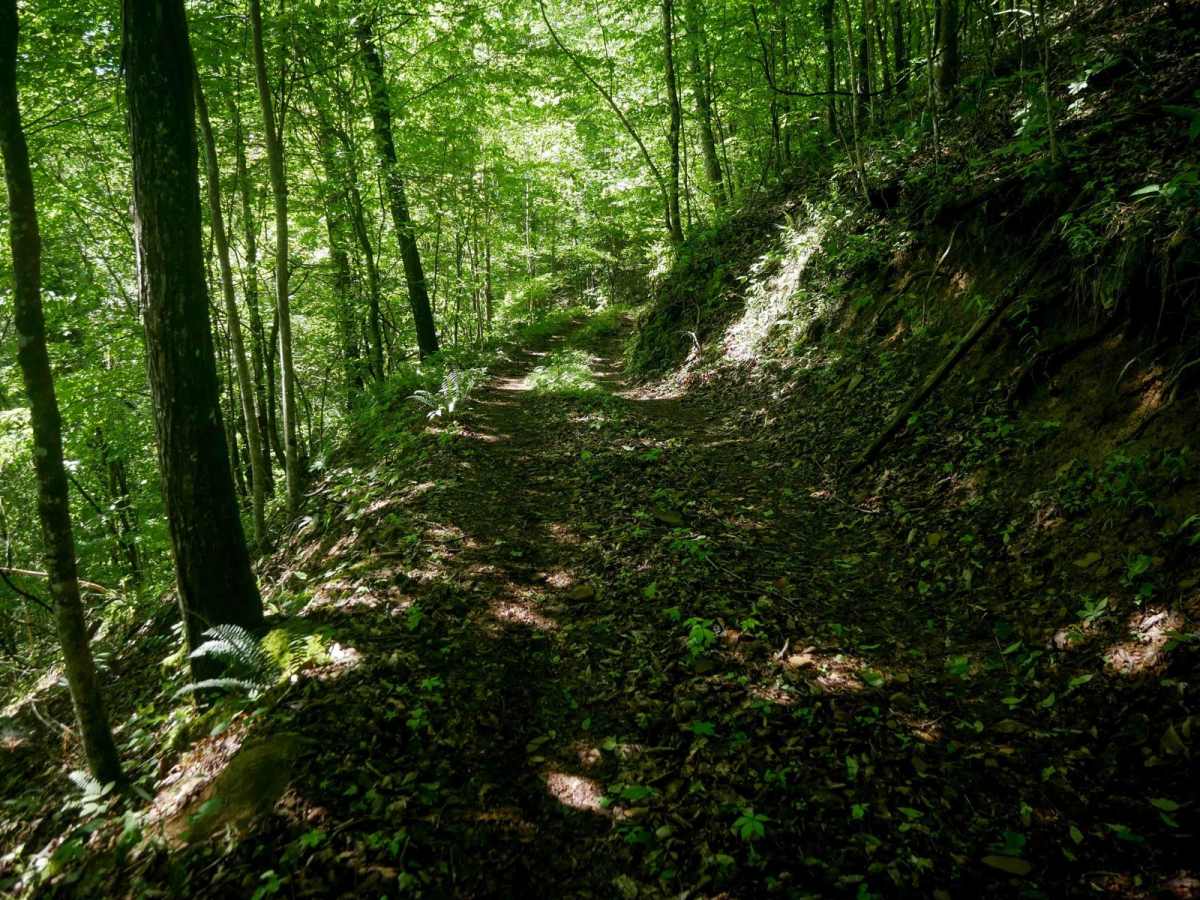CC87 photo 6