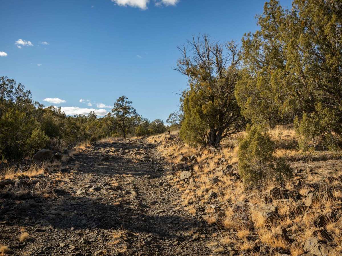 Juniper Spring photo 6