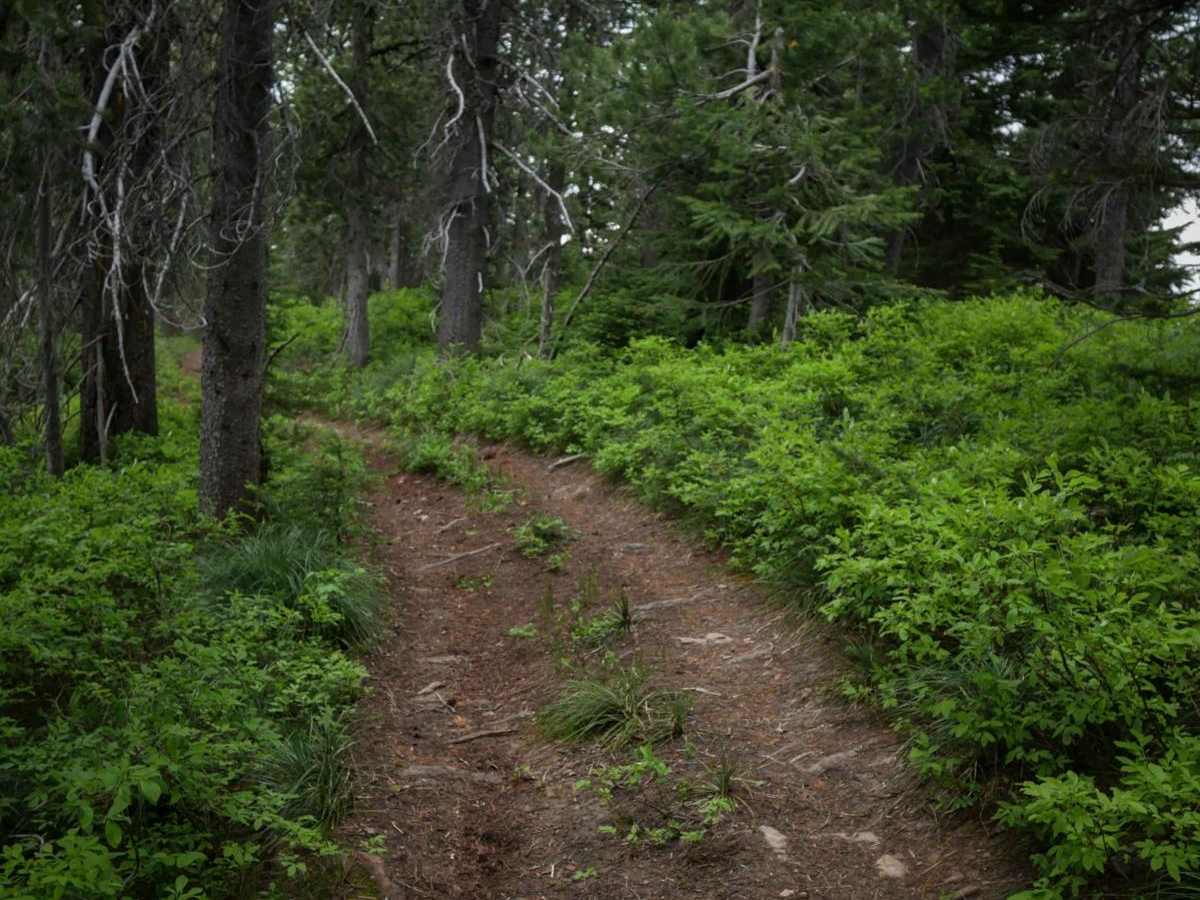 St Joe Divide NRT ATV photo 2
