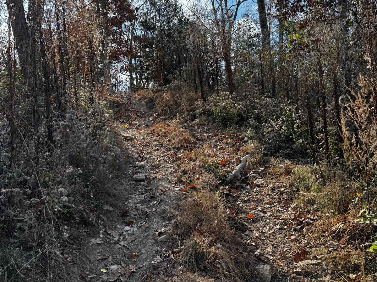 Dog Leg photo 2