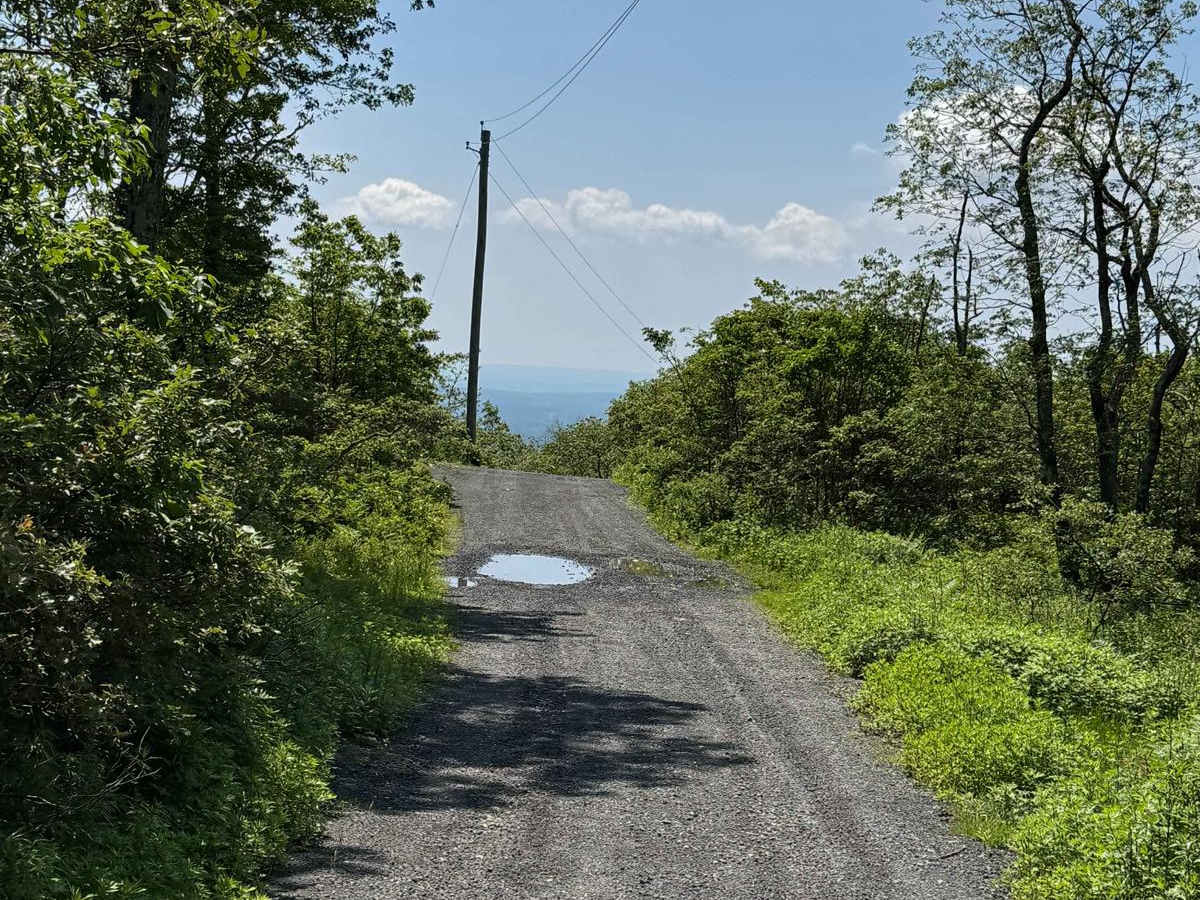 Fire Tower Road trail photo