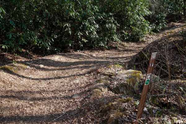Upper Wayehutta Creek Trail 1A