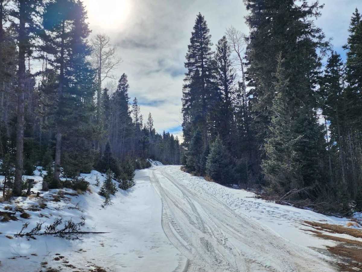 Forest Road 722 photo 4