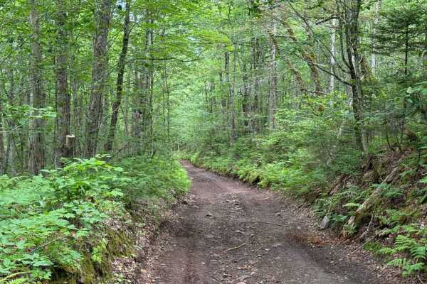 Gillanders Mountain Road East