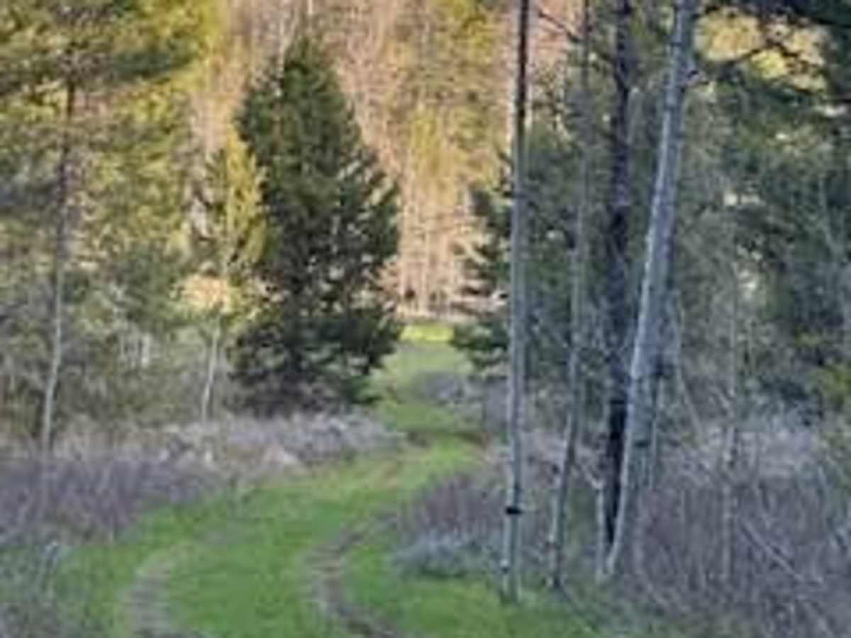Manning Creek photo 4