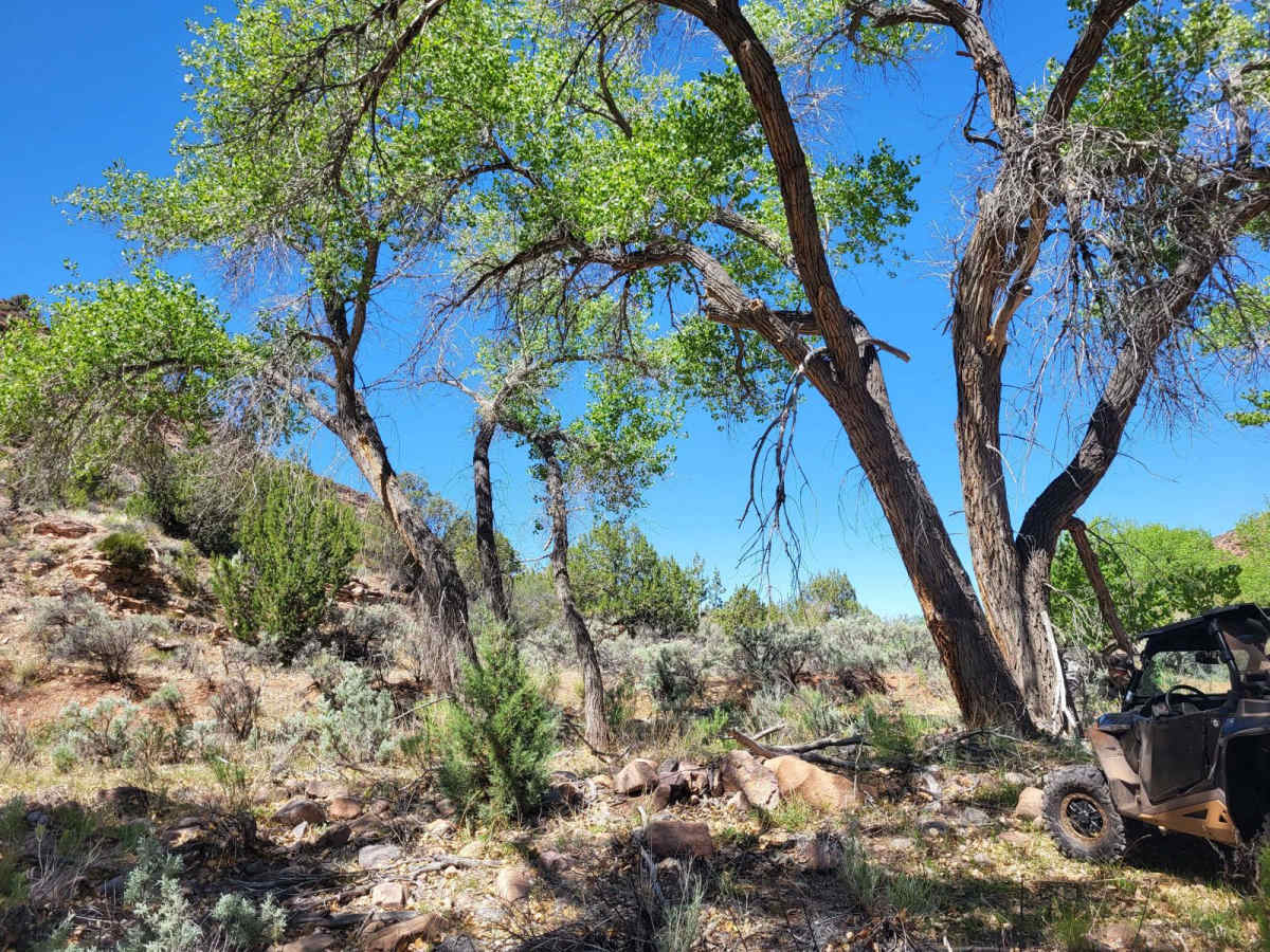 Ryan Creek photo 5