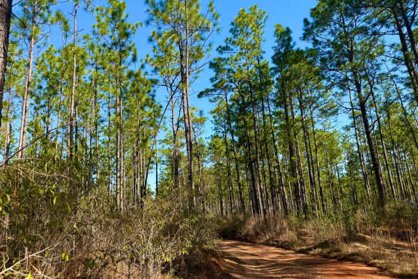 Florida State R78