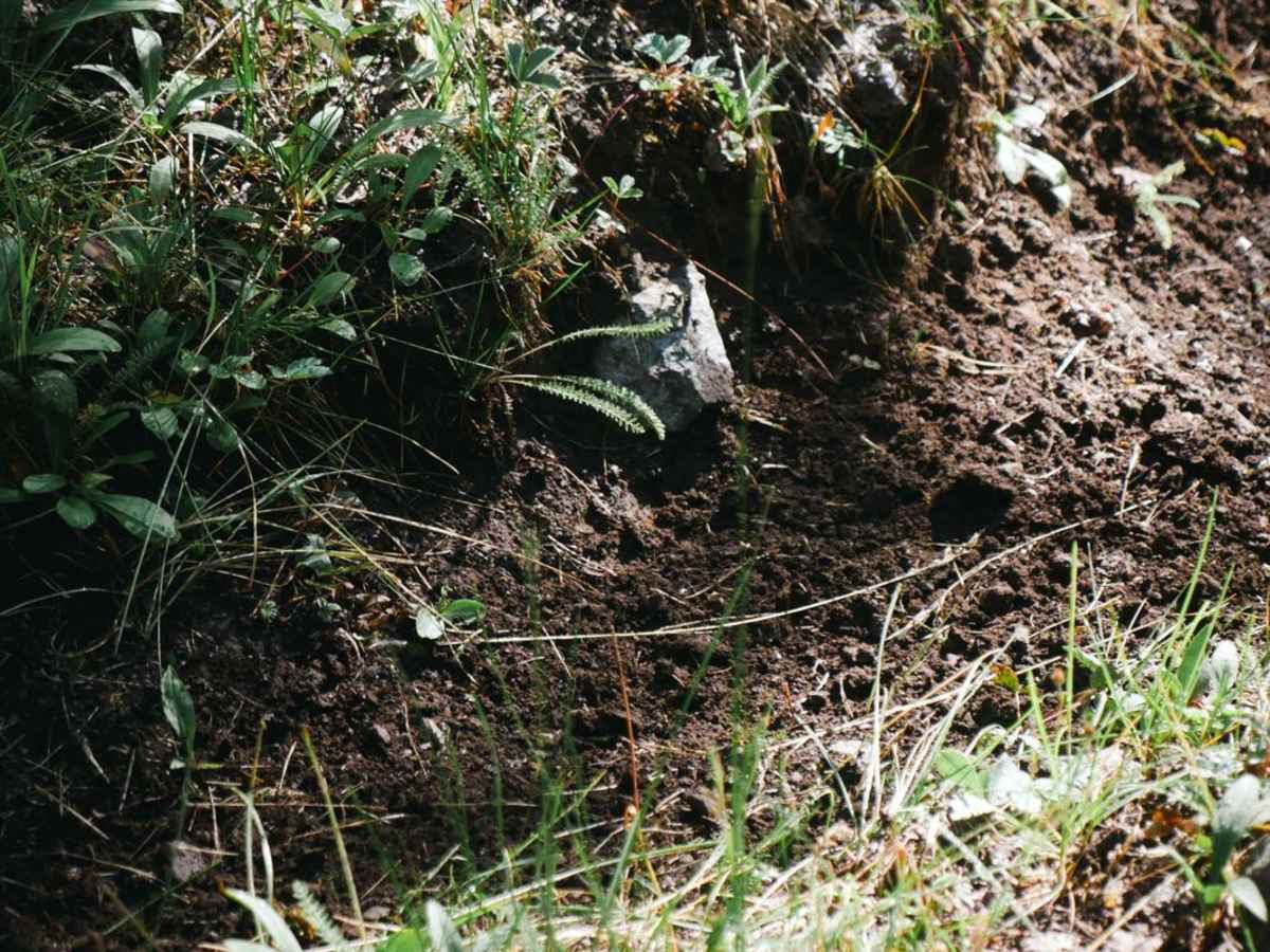 Sawmill Gulch Trail photo 6