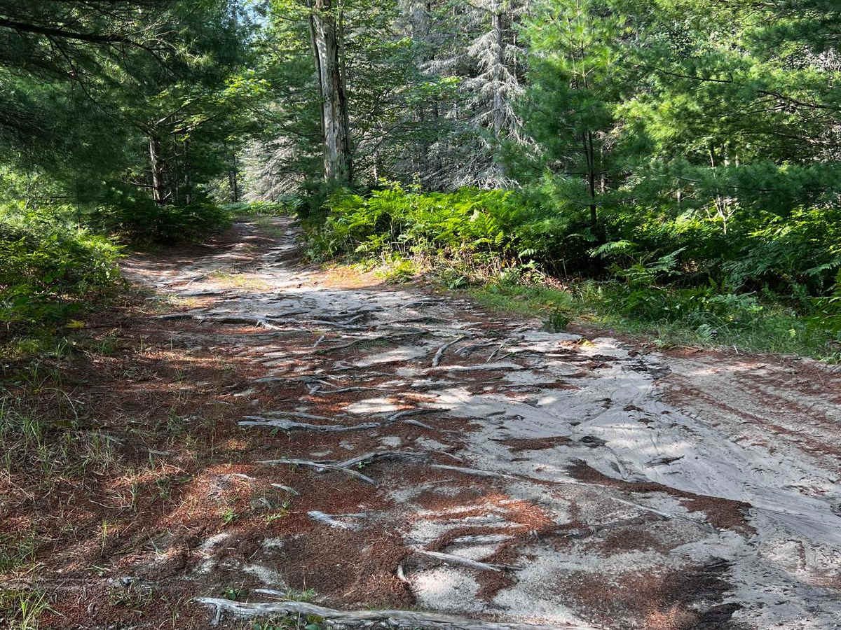 Tree Root Forest Trail trail photo