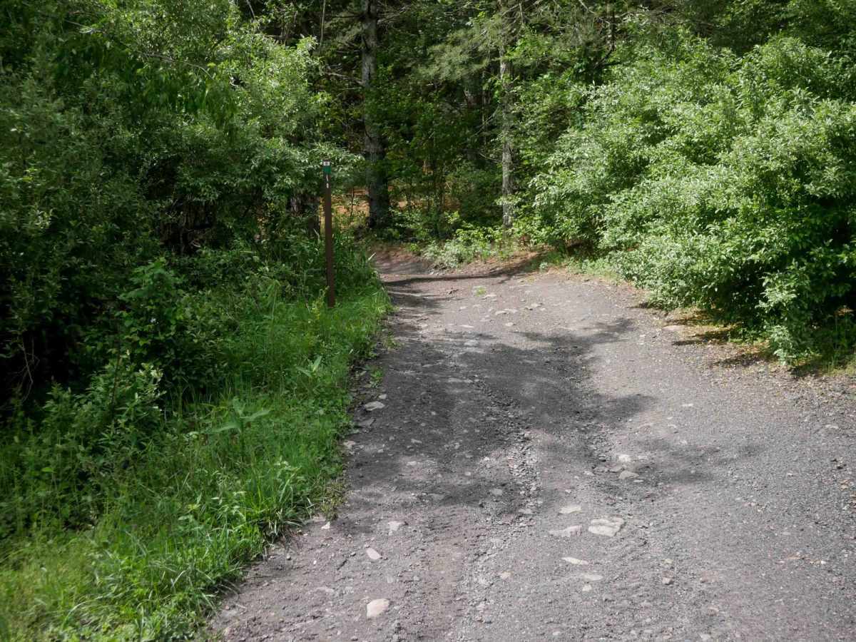 OP 1 trail photo