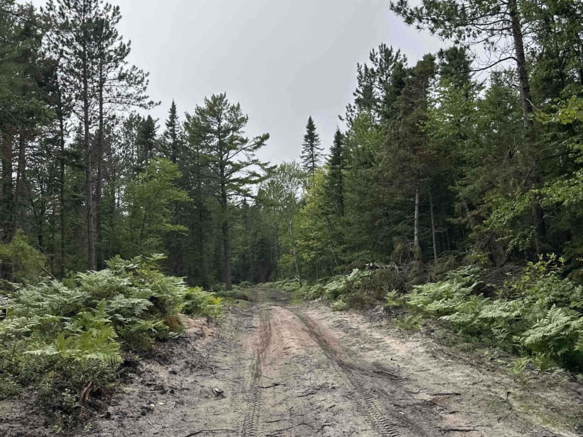 Whitefish Lake Superior  photo 3