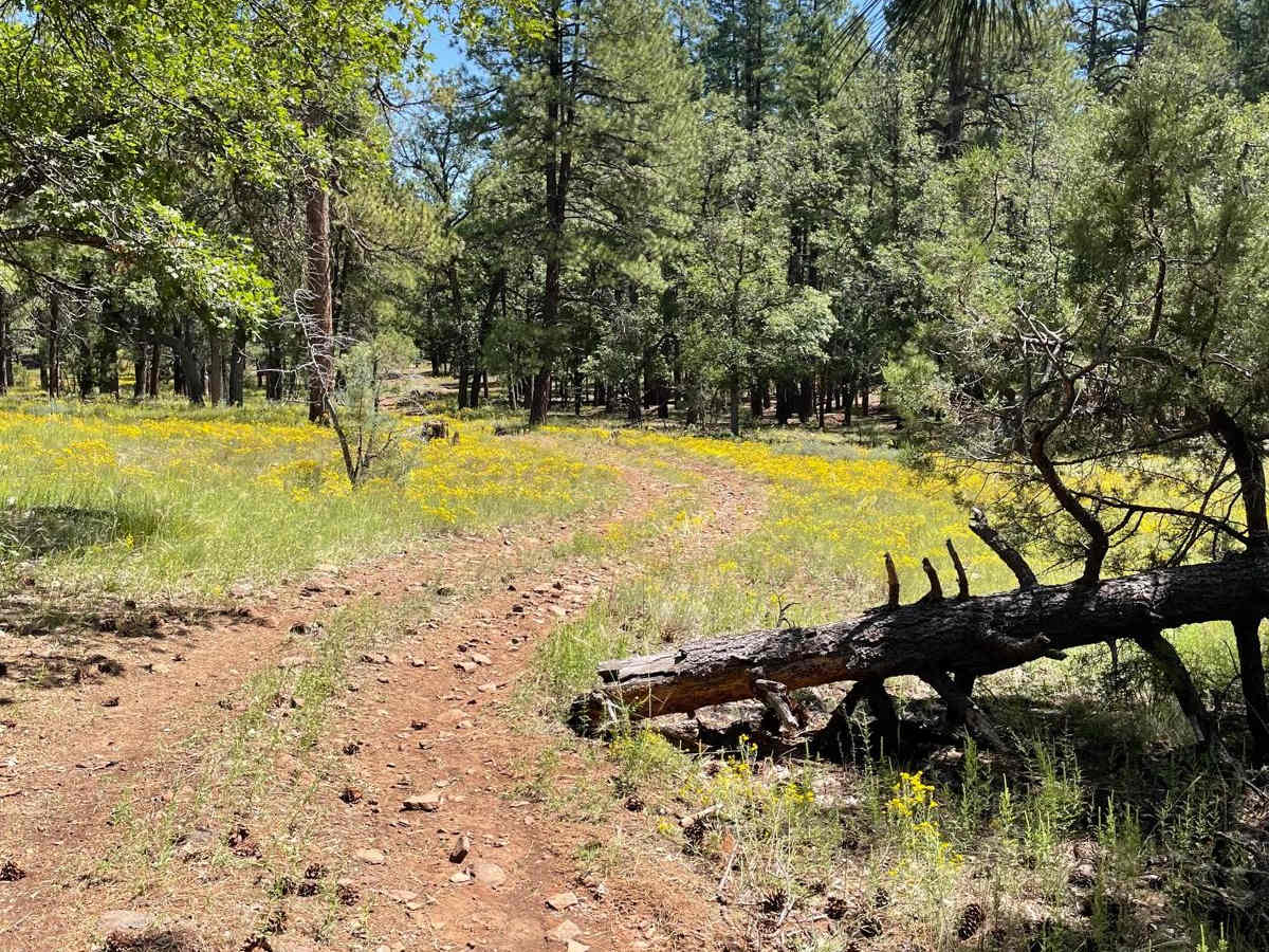 Cub Tank Trail trail photo