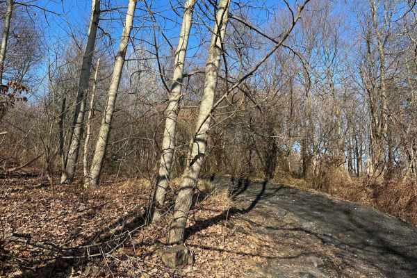 Locust Gap 10